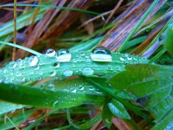 Blade Of Grass water drop
