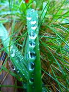grass stalks in drops of water close up