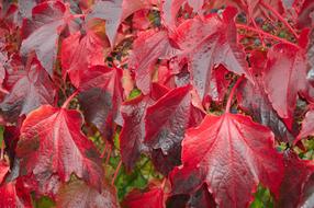 Close-up of the beautiful, shiny, red leaves, among the other colorful plants, in the autumn