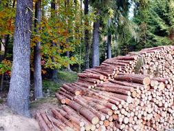 Autumn Holzstabel forest