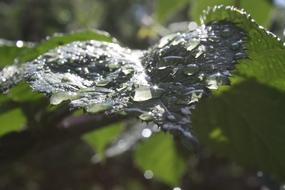 Rosa Drops Light water