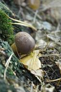 Chestnut Boletus Dry Leaves
