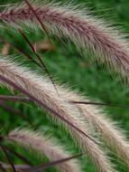 Close-up of the colorful Pennisetum Alpecuroides, among the other colorful plants