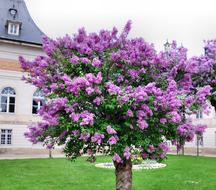 Lilac Tree Common