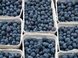 Blueberry Vaccinium Myrtillus berries