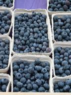 blueberries in cardboard boxes on the market