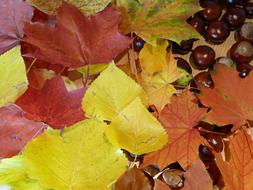 Beautiful and colorful autumn leaves and brown chestnuts