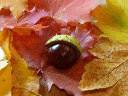 Close-up of the beautiful, shiny chestnut, with the shell, on the beautiful and colorful leaves, in the autumn