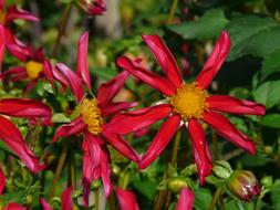 extraordinarily beautiful Dahlia Garden Red