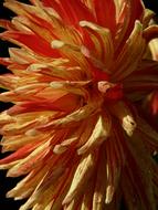 ravishing Dahlia Garden Flower