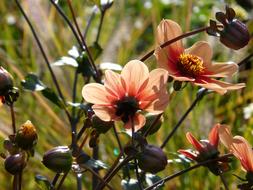 Garden Orange Reddish flowers