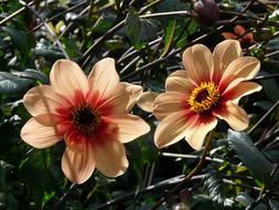 extraordinarily beautiful Dahlia Garden Orange