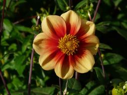 Dahlia Garden Yellow