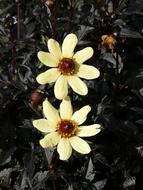 Dahlia Garden Bright