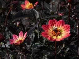 extraordinarily beautiful Dahlia Garden Red Yellow