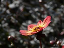 Dahlia, Red and Yellow open flower at desaturate background