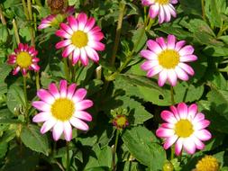 goodly Dahlia Garden Pink White