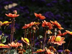 absolutely beautiful Dahlia Red Yellow