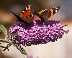 Close-up of the beautiful and colorful, patterned butterflies on the purple flowers, at blurred background