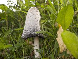 Schopf Comatus Mushroom