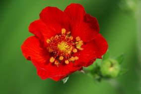 top view of red Flower at green blur background