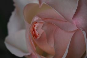 Close-up of the beautiful pink and white rose flower