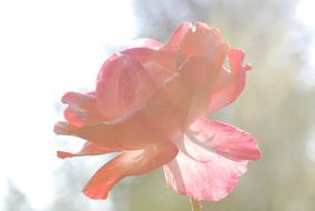 impressively beautiful Rose Pink Blossom