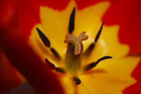 extraordinarily beautiful Flower Tulip Red