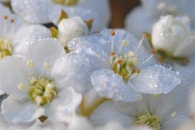 Close Up view of White small Flowers