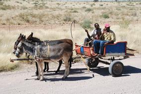 Cart Donkey people, africa, namibia