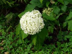 impressively beautiful Hydrangea Flower