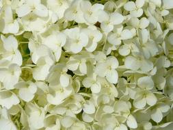macro photo of white fragrant hydrangea