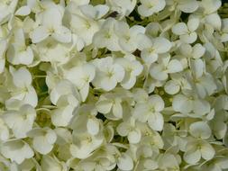 ravishing White View Details