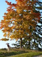 Cute, beautiful and colorful goat near the beautiful orange, yellow and green trees in autumn