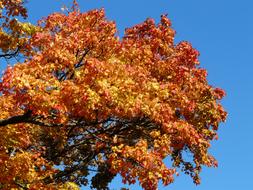 Autumn colors, Maple Tree top at sky