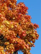 Autumn Tree Red Yellow blue sky
