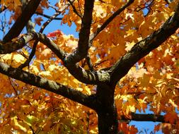 maple tree with yellow leaves