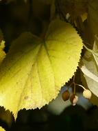 linden leaf, close-up