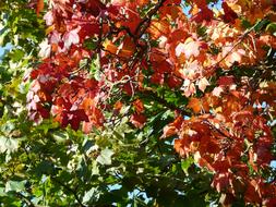 Leaves of Autumn tree