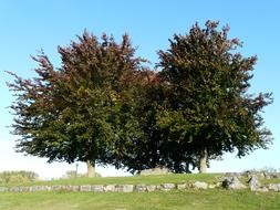 lush trees in the meadow on a sunny day