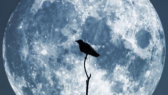 Moon Crow Sky dark