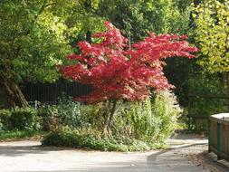 Japanese Maple, Tree with red Foliage