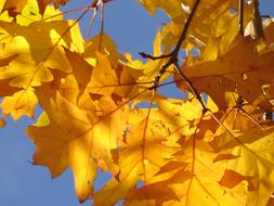 yellow Oak Leaves Autumn