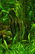 Fish and Green plants in Water