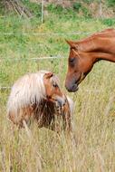 two Pony Horse