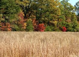 Trees Autumn Fall dry grass