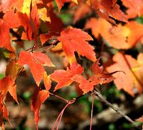 Orange Leaves Colorful Bright close-up on blurred background
