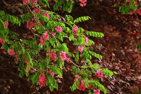 green plant with pink flowers in the forest