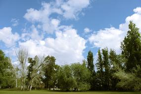 landscape of Park Trees and cloudy Sky
