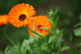 incredibly beautiful Orange Flowers